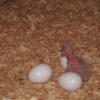 Amazon-Parrot-Eggs