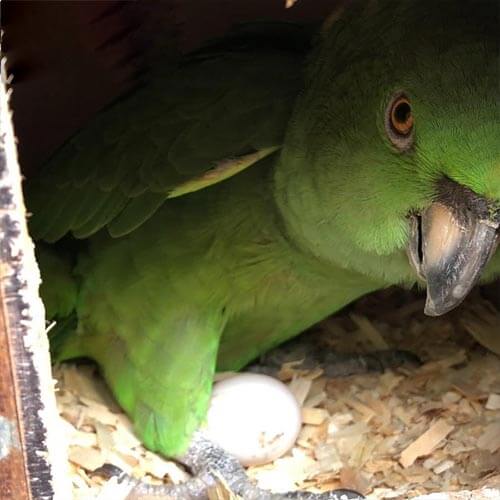 Amazon-Parrot-egs