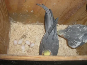 Cockatiel Eggs (Fertile)