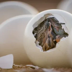 Ostrich Eggs (Fertile)