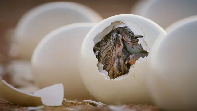 Ostrich Eggs (Fertile)