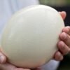 Ostrich Eggs (Fertile)