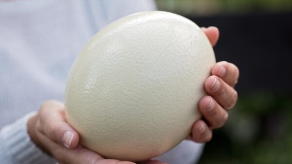 Ostrich Eggs (Fertile)