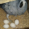 African Grey Parrot Eggs For Sale