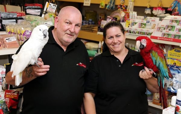 about parrot eggs for sale