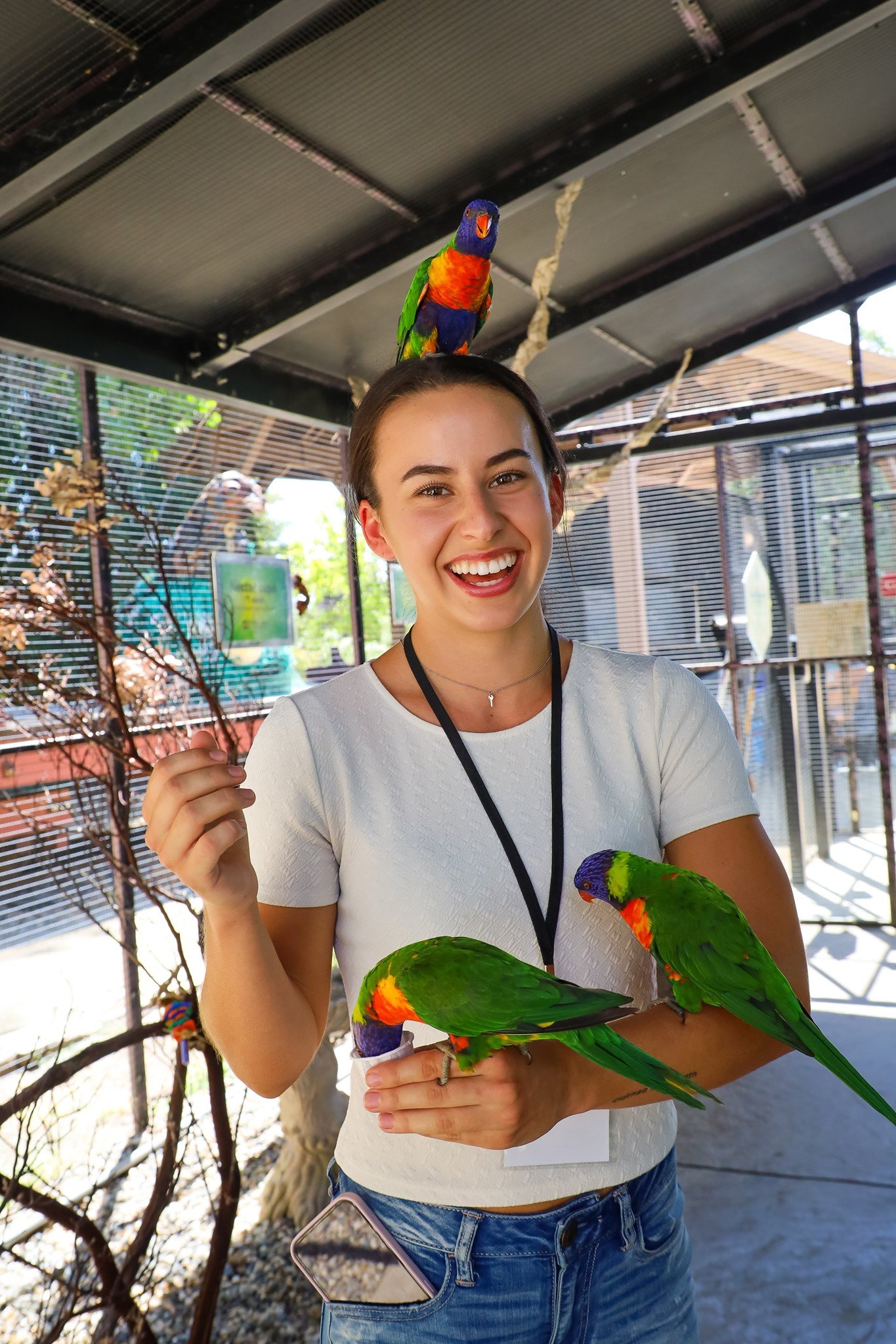 about parrot eggs for sale