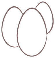 parroteggsforsale.com1